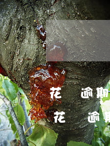 花唄逾期了1個月大概會被扣多少芝麻分-花唄逾期1個月會有什么后果?,有獎問答