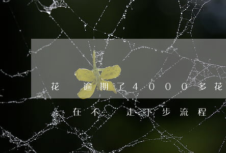 花唄逾期了4000多(花唄逾期4000多說在不還走下步流程)