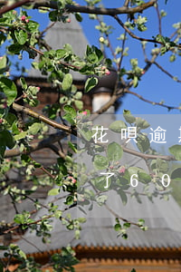 花唄逾期了60天要外訪怎么辦-花唄逾期了60天要外訪怎么辦呢