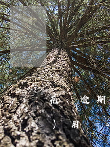 花唄逾期了一個(gè)月還能繼續(xù)用嗎-花唄逾期1個(gè)月后還款后還能使用嗎?