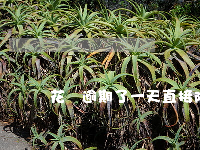 花唄逾期了一天直接降額(花唄最近降額)