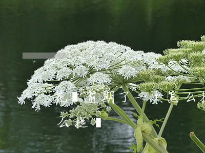 花唄逾期了一次怎么提額(花唄逾期了一次怎么提額)