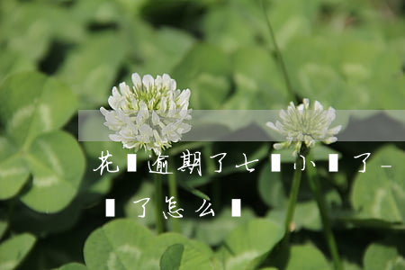 花唄逾期了七個小時了-花唄逾期了七個小時了怎么辦