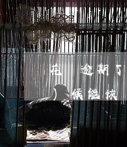 花唄逾期了三個(gè)月什么時(shí)候能恢復(fù)正常-花唄逾期了三個(gè)月什么時(shí)候能恢復(fù)正常使用