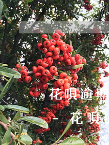 花唄逾期了三個(gè)月還可以分期還嗎-花唄逾期了三個(gè)月還可以分期還嗎