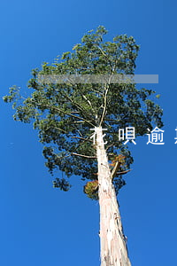 花唄逾期了三天有事嗎
