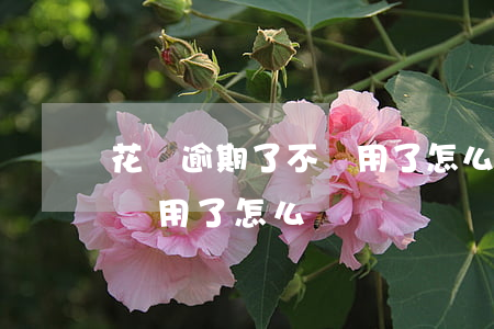 花唄逾期了不給用了怎么辦呀（花唄逾期了不給用了怎么辦）