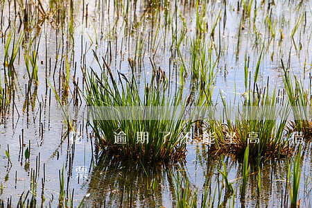 花唄逾期了不能坐高鐵(借唄逾期可以買高鐵票嗎?)