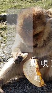 花唄逾期了不能貸款嗎(花唄逾期了不能貸款嗎)