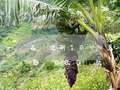 花唄逾期了不還會怎樣(花唄逾期還款有什么影響?你敢不還款嗎)