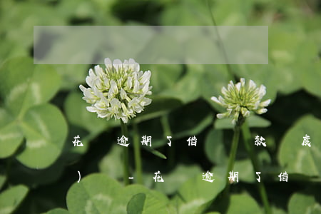 花唄逾期了借唄還款額度會出現(xiàn)嗎-花唄逾期了借唄還款額度會出現(xiàn)嗎怎么辦
