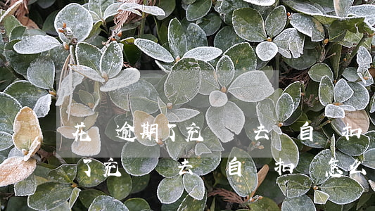 花唄逾期了充錢進去會自動扣嗎-花唄逾期了充錢進去會自動扣嗎怎么辦