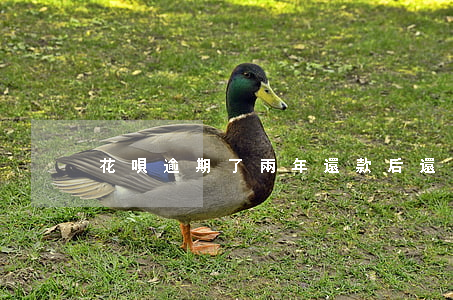 花唄逾期了兩年還款后還能用嗎-