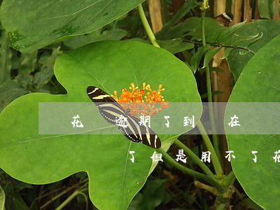 花唄逾期了到現在沒開通(為什么花唄逾期已經還了,但是用不了花唄)