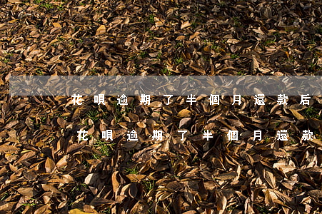 花唄逾期了半個月還款后怎么就會使用了-花唄逾期了半個月還款后怎么就會使用了呢