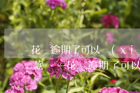 花唄逾期了可以協(xié)商本金分期還款嗎?-花唄逾期了可以協(xié)商本金分期還款嗎怎么還