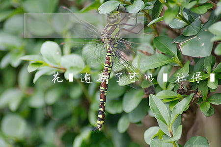 花唄逾期了可以買社保嗎