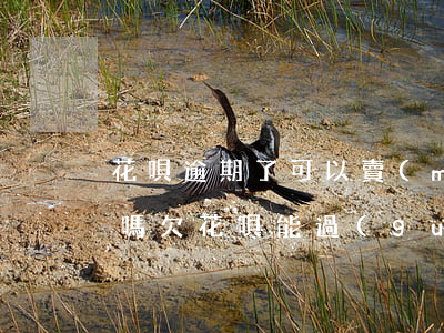 花唄逾期了可以賣(mài)車(chē)嗎(欠花唄能過(guò)汽車(chē)分期嗎)