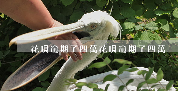 花唄逾期了四萬（花唄逾期了四萬）