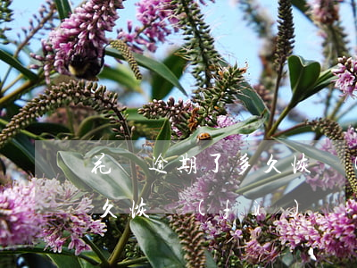 花唄逾期了多久恢復(fù)(花唄逾期了多久恢復(fù))