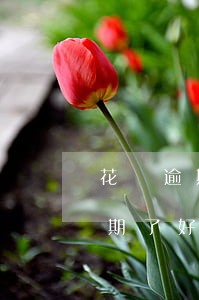 花唄逾期了好長時間還了還能用嗎-花唄逾期了好長時間還了還能用嗎怎么辦