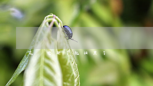 花唄逾期了就拉黑了嗎