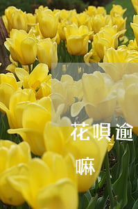 花唄逾期了幾天可以嘛(花唄逾期了幾天可以嘛)
