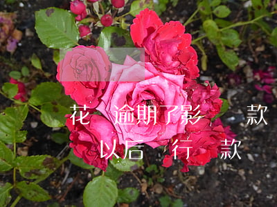 花唄逾期了影響貸款嗎(支付寶花唄逾期會影響以后銀行貸款嗎)