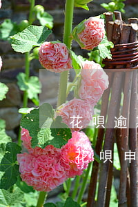 花唄逾期了怎么協(xié)商延期還款-花唄申請了延期還款為什么還是逾期了