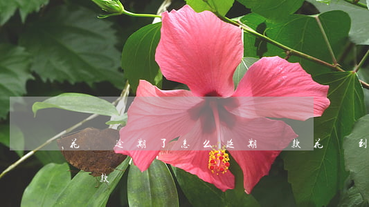 花唄逾期了怎么延期還款(花唄到期怎么延期還款)