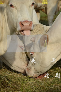 花唄逾期了怎么彌補(bǔ)信用(支付寶花唄逾期修復(fù)還上征信嗎)