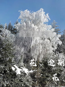 花唄逾期了怎么快速恢復(fù)芝麻分-螞蟻花唄逾期不用怕,這樣就能恢復(fù)額度了!