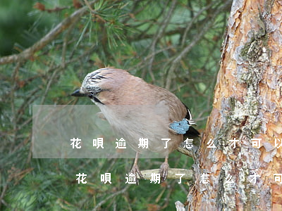 花唄逾期了怎么才可以恢復(fù)正常-花唄逾期了怎么才可以恢復(fù)正常使用
