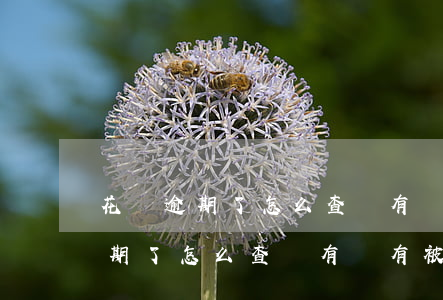 花唄逾期了怎么查詢有沒有被起訴-花唄逾期了怎么查詢有沒有被起訴呢
