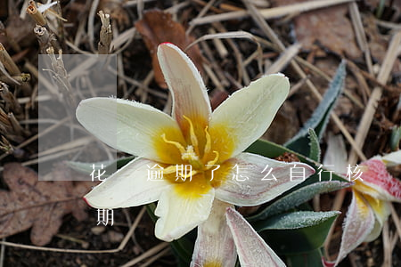 花唄逾期了怎么自行核實(怎么看花唄產品逾期)