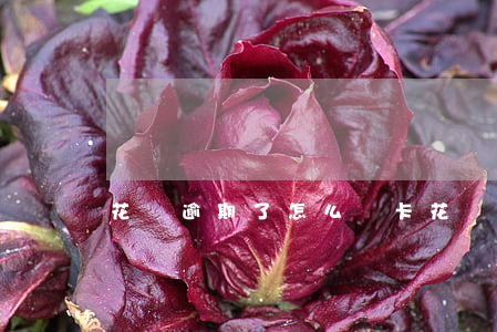 花唄逾期了怎么辦卡(花唄逾期了怎么辦卡呢)