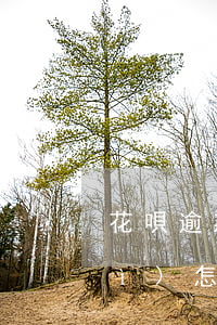 花唄逾期了怎么辦最有效(花唄逾期會(huì)怎么樣還了要多久才能用)