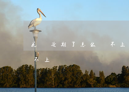 花唄逾期了怎么還不上-花唄逾期了怎么還不上