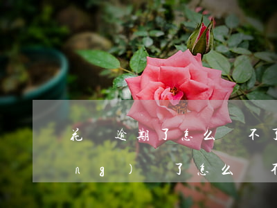 花唄逾期了怎么還不了(花唄逾期已經(jīng)還了,怎么還不可以用花唄)