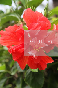 花唄逾期了我還了一半(花唄逾期了我還了一半)