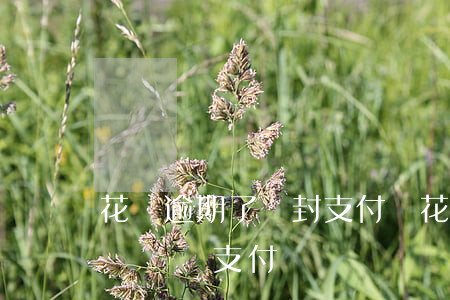 花唄逾期了會封支付寶(花唄逾期會被有關機關凍結支付寶嗎)