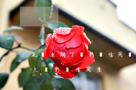 花唄逾期了會影響信用嗎(支付寶花唄逾期多久會影響信用度)