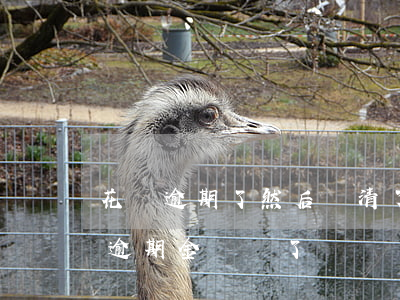 花唄 逾期了然后還清了額度還會上升嗎（花唄逾期金額還了）