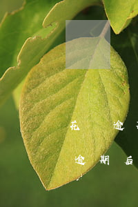 花唄逾期了現(xiàn)在還可以用(花唄逾期后還完了,為啥額度不能用了)