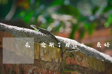 花唄逾期了用什么還最好