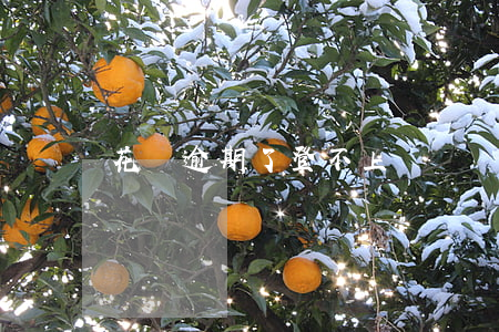 花唄逾期了登不上賬號還(花唄逾期了登不上賬號還)