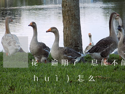 花唄逾期了罰息能不能免(花唄逾期罰息會(huì)怎么樣)