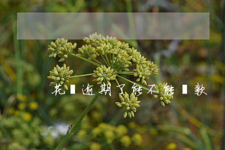 花唄逾期了能不能貸款
