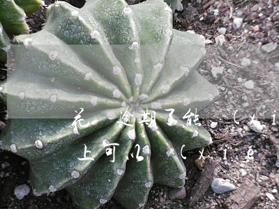 花唄逾期了能協(xié)商分期(花唄還不上可以協(xié)商分期嗎)