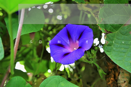 花唄逾期了能考公務(wù)員嗎
